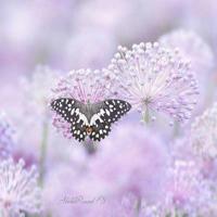 最能吸引女人说说