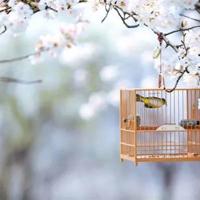 唯美句子摘抄古风励志