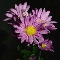 最可爱的一句骂人的话 你听过最可爱的一句骂人的话是什么?