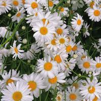 趴到床脱裙子内裤打屁股 往下边塞东西逛街是什么感觉