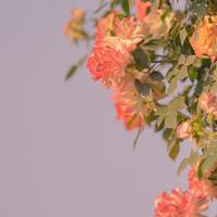 小东西还是第一次 被老男人开嫩苞受不了了