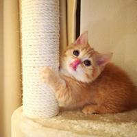 两个奶头一起吃爽的要死 描写床笫之欢的文章