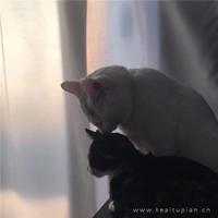 小黄说说1000字|黑兽动漫