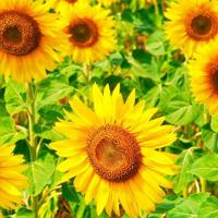 送给男朋友的新年祝福语