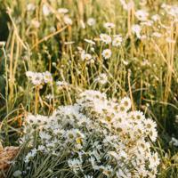 言教授要撞坏了、往下边塞水果后吸出来