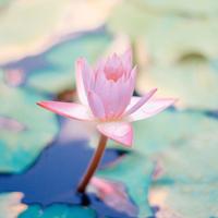 强迫臣服,新D2天堂抖音短视频