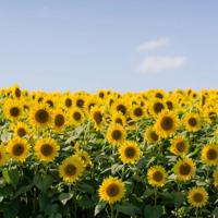 致给自己的经典语录 给我一些女人励志的句子