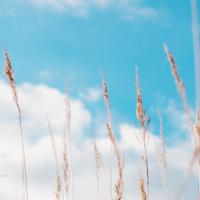 表白十字以内唯美句子