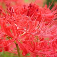 描写樱花的唯美句子