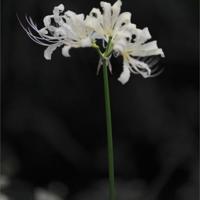 网络流行搞笑用语