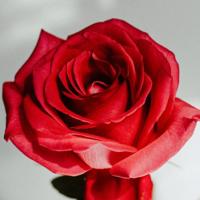 抖音流行短句说说大全