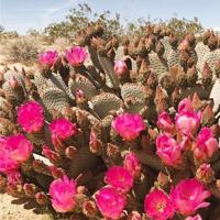 玉楼春深(限) 月笼沙 全文完整版