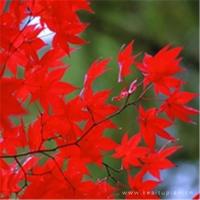 父母儿女一家狂言情 被老师用丝袜榨精榨到死