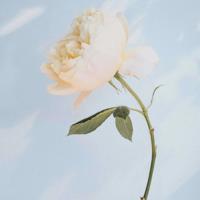 局长揉搓少妇人妻 主动打开腿惩罚调教