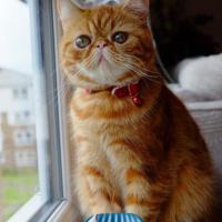 叫大点我喜欢听你叫、迷晕女同学强脱白色长袜