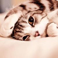 用八个字形容爱情句子