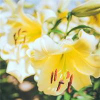 悲伤绝望的句子