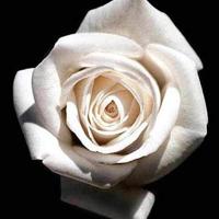 超级可爱温柔的句子 温柔可爱的小句子