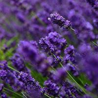 琅琊榜在线观看免费观看小说完整全文