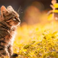 全是肉的糙汉文公交车 被老师用丝袜榨精榨到死