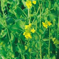 不要...停下......(男男) 我被同桌摁在桌子作爱