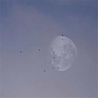 什么是什么写比喻句