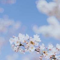 迈开腿让我尝尝你的扇贝韩国 让人高c喷水的小黄文