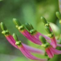 强奷女同学小说系列小说，（高清男的插曲女的 欢迎你免费）