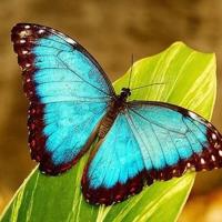 双手绑在床头调教乳尖 新婚之夜疯了一样要我