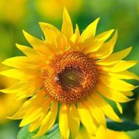 对男朋友发誓的话