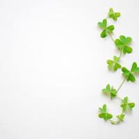 小学生好句摘抄二年级