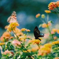 关于青少年心理健康的英语谚语