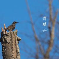 关于生而为人谁都是第一次的经典语录汇总