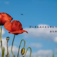 抖音最火的表白歌词