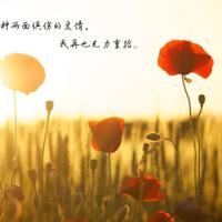 小套路情话一问一答