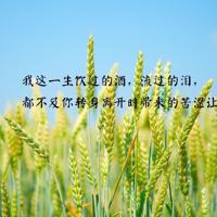 一个人怎么弄胸最舒服 性强烈的老年妇女小说