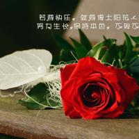 朋友圈伤心的说说心情短语