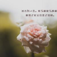 电视剧正青春语录