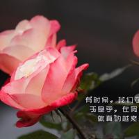 早安励志正能量的语句短