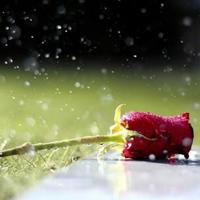 把红酒倒入哪里好涨用塞子堵、公车好紧好爽再搔一点浪一点