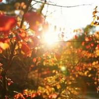 中文字幕第一页 野花视频在线观看免费播放高清