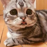 2020适合微信置顶的句子