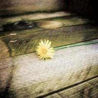 真挚的爱情句子